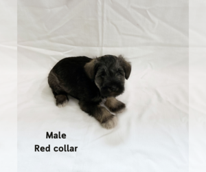 Schnauzer (Miniature) Puppy for sale in FARMVILLE, VA, USA