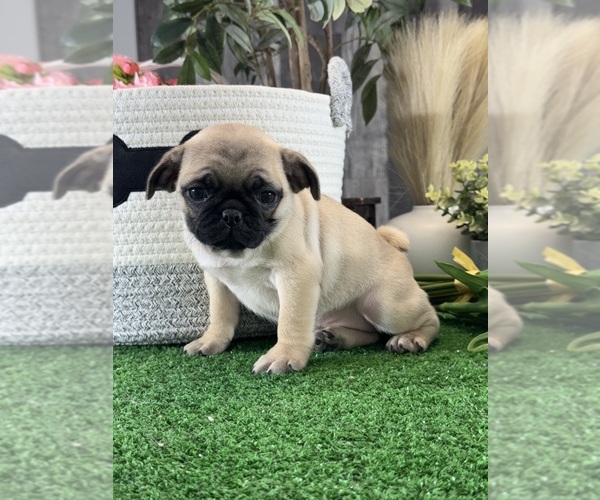 Medium Photo #5 Pug Puppy For Sale in CANOGA, NY, USA