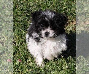 Pom-A-Poo Puppy for sale in FREDERICKSBURG, OH, USA