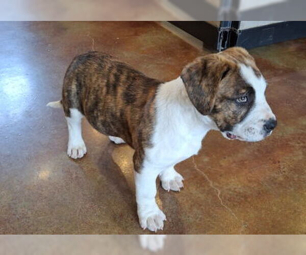 Medium Photo #2 American Bulldog-Staffordshire Bull Terrier Mix Puppy For Sale in Mountain View, AR, USA