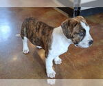 Small #1 American Bulldog-Staffordshire Bull Terrier Mix