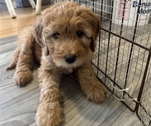 Goldendoodle Puppy for sale in HARWICH, MA, USA