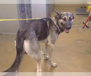 German Shepherd Dog Dogs for adoption in Sacramento, CA, USA