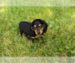 Small #5 Dachshund
