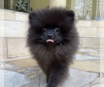 Small Photo #12 Pomeranian Puppy For Sale in WINDERMERE, FL, USA