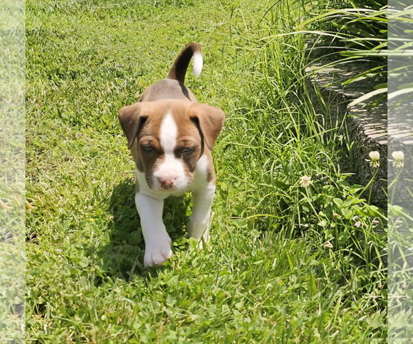 Medium Photo #2 American Staffordshire Terrier-Siberian Husky Mix Puppy For Sale in Chester, VA, USA
