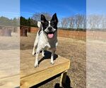 Small #8 Border Collie Mix