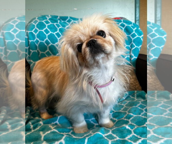 Medium Photo #7 Pekingese Puppy For Sale in Pacolet, SC, USA