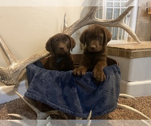 Labrador Retriever Puppy for sale in KIMBERLY, ID, USA