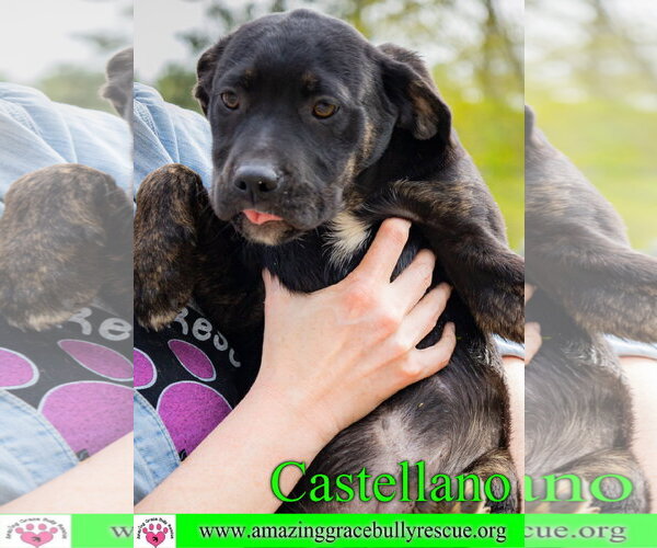 Medium Photo #18 Rottweiler-American Pit Bull Terrier Puppy For Sale in Milton, FL, USA