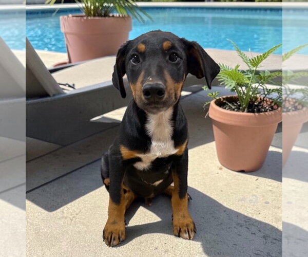 Medium Photo #2 Doberman Pinscher-Unknown Mix Puppy For Sale in Canton, CT, USA
