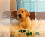 Small Photo #10 Golden Retriever Puppy For Sale in CARLTON, GA, USA
