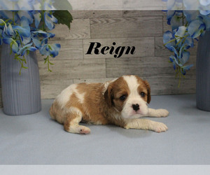 Cavalier King Charles Spaniel Puppy for sale in CHANUTE, KS, USA