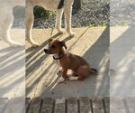 Small #2 Black Mouth Cur Mix