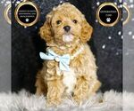 Puppy Giovanni F1BB Goldendoodle (Miniature)