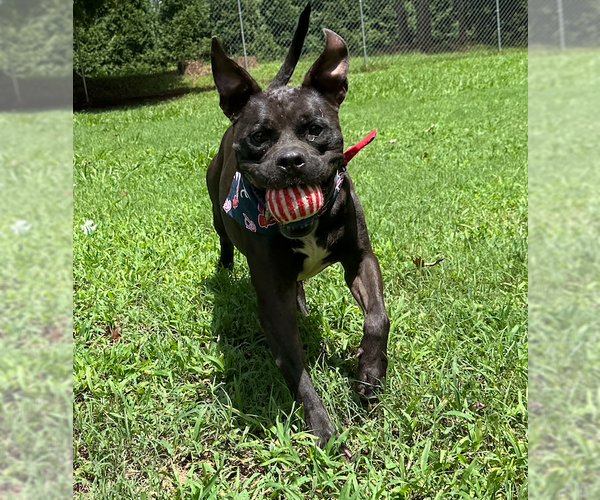 Medium Photo #5 Bull-Boxer Puppy For Sale in Decatur, GA, USA