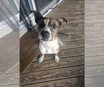 Small Mutt