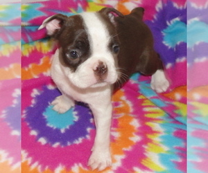 Boston Terrier Puppy for sale in CRKD RVR RNCH, OR, USA