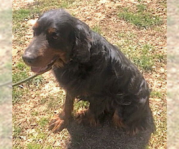 Medium Photo #4 Gordon Setter Puppy For Sale in Mount Airy, NC, USA