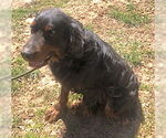 Small #3 Gordon Setter