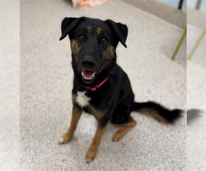 German Shepherd Dog-Unknown Mix Dogs for adoption in Brighton, CO, USA
