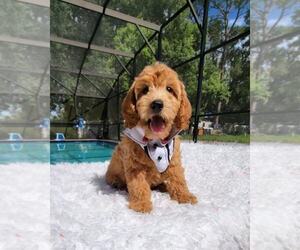 Goldendoodle Puppy for sale in KISSIMMEE, FL, USA
