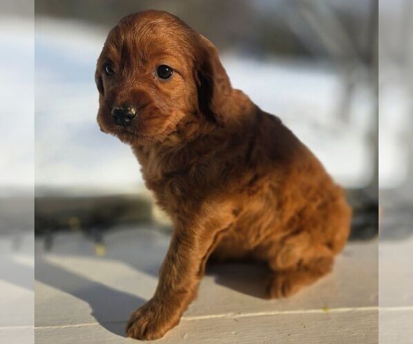 Medium Photo #2 Irish Doodle (Miniature) Puppy For Sale in NEW HOLLAND, PA, USA