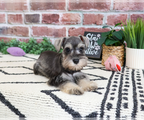 Medium Photo #6 Schnauzer (Miniature) Puppy For Sale in SYRACUSE, IN, USA