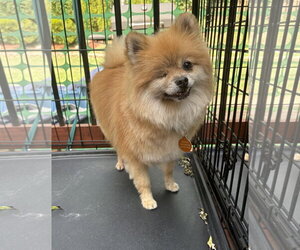 Davis - Male Pomeranian Dog for Adoption - Photo #4
