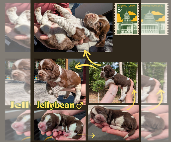 Medium Photo #1 English Springer Spaniel Puppy For Sale in SPOTSYLVANIA, VA, USA
