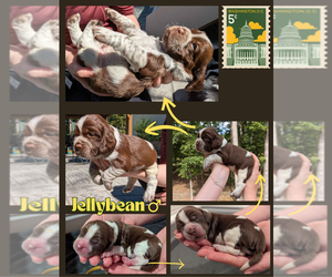 Medium English Springer Spaniel