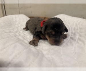 Dachshund Litter for sale in MARSHFIELD, MO, USA