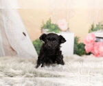 Puppy 7 Poodle (Toy)-Yorkshire Terrier Mix
