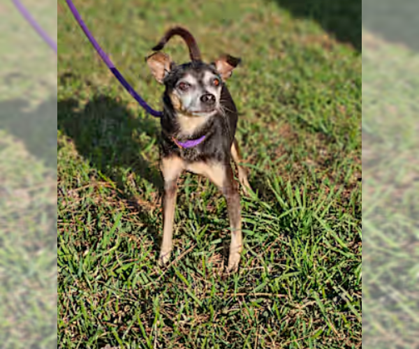 Medium Photo #2 Miniature Pinscher-Unknown Mix Puppy For Sale in Cranston, RI, USA
