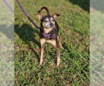 Small #1 Miniature Pinscher Mix