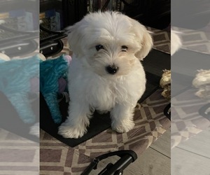 Morkie Puppy for sale in FORT WORTH, TX, USA