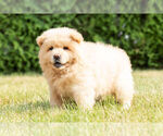 Small #15 Chow Chow
