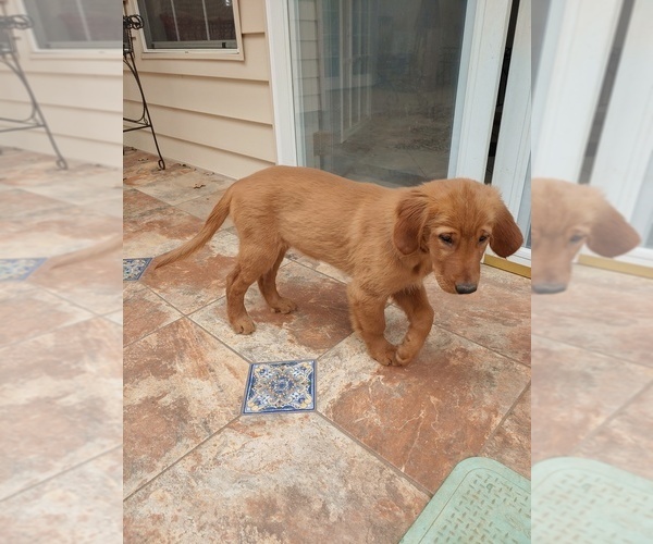 Medium Photo #2 Golden Retriever Puppy For Sale in ALVARADO, TX, USA