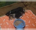 Small Photo #2 Border-Aussie Puppy For Sale in HARTSEL, CO, USA