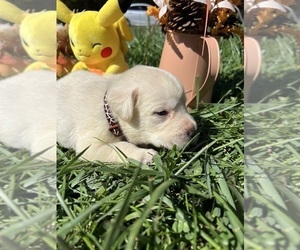 Labrador Retriever Puppy for Sale in NEOLA, West Virginia USA