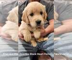 Small #2 Golden Retriever