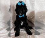 Small Photo #2 Sheepadoodle Puppy For Sale in FONTANA, CA, USA