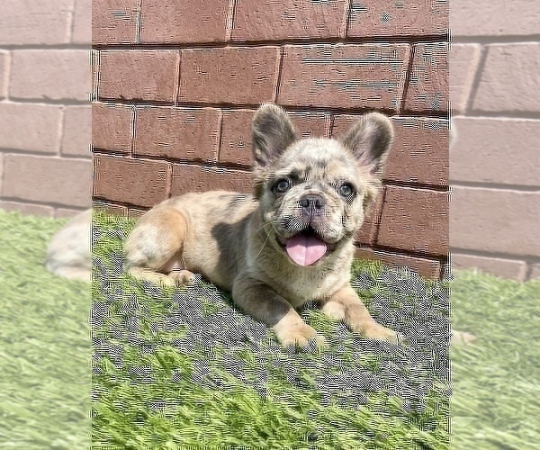 Medium Photo #48 French Bulldog Puppy For Sale in DENVER, CO, USA
