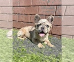 Small Photo #48 French Bulldog Puppy For Sale in DENVER, CO, USA