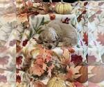 Image preview for Ad Listing. Nickname: Betsy