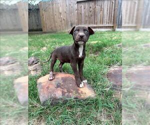 Labrador Retriever-Unknown Mix Dogs for adoption in Conroe, TX, USA