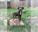 Small Labrador Retriever Mix