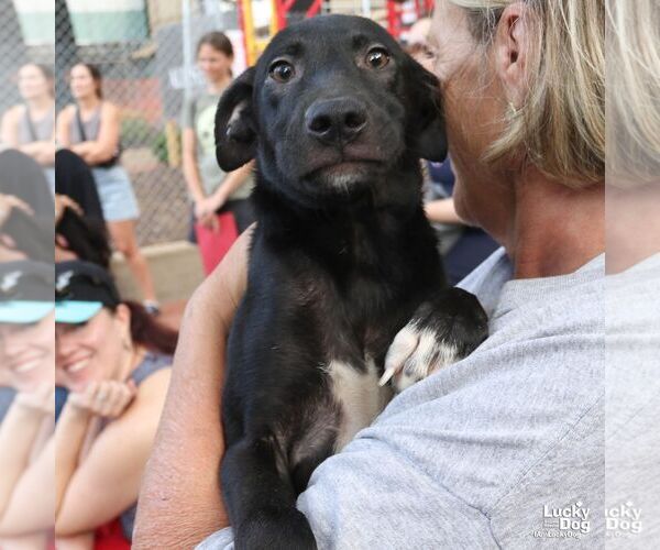 Medium Photo #7 Labrador Retriever-Unknown Mix Puppy For Sale in Washington, DC, USA