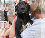 Small #6 Labrador Retriever Mix