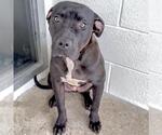 Small #1 American Pit Bull Terrier